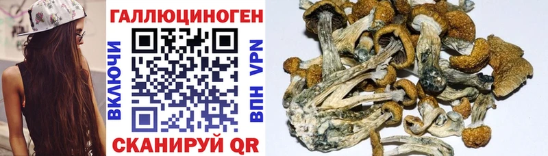 Псилоцибиновые грибы мицелий Купить Медынь